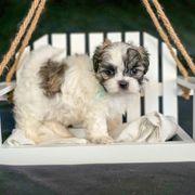 Leia - Mint Collar - Brown and white Shichon puppy in Greenville, Ohio from Oodles of Doodles