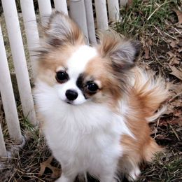 Chihuahuas from Sin-Sation Chihuahuas