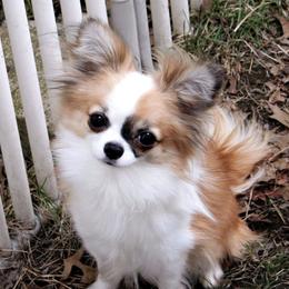 Chihuahuas from Sin-Sation Chihuahuas