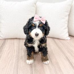 Female 4712 - Tri-color female Bernedoodle puppy in Ormond Beach, Florida from Florida Coast Doodles