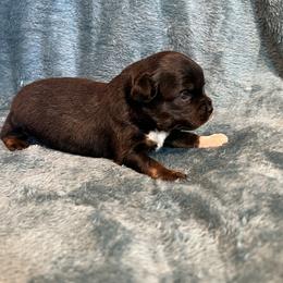 Lilly - Blue tri female Toy Australian Shepherd puppy in Nocona, Texas from Rafter O Toy Aussies and Mini Heelers
