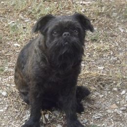 Tramp - Brussels Griffon