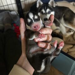 Alaskan Klee Kai Puppies from Kyrie Mulalley