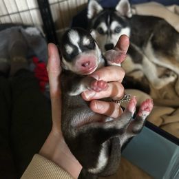 Alaskan Klee Kai Puppies from Kyrie Mulalley