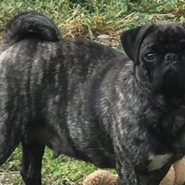Pugs from Austin Grumble