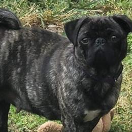 Pugs from Austin Grumble