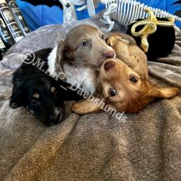 Dachshund Puppies from M.H.P Dachshunds