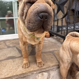Margean - Chinese Shar-Pei