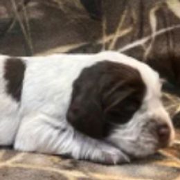 Boykin Spaniels and English Springer Spaniels from Ciblo Creek Spaniels
