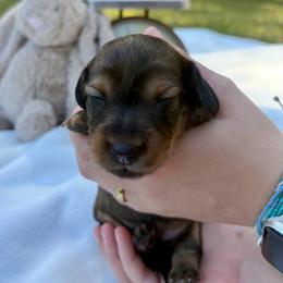 AKC shaded red female - Sable female Dachshund puppy in Ozark, Alabama from Honey Hill Dachshunds