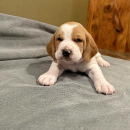 Pink Collar - Lemon and white female Basset Hound puppy in Republic, Missouri from Shauna Jones Family Basset Hounds