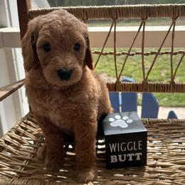 Beacon - Red  female Goldendoodle puppy in Camden, North Carolina from Oopsie Doodles of NC