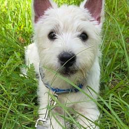 Ariss - White male West Highland White Terrier puppy in Perkinston, Mississippi from Bred with H.E.A.R.T.