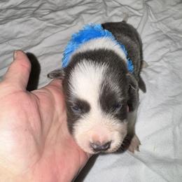 Batman - White and blue male Border Collie puppy in Foley, Alabama from Bama Border Collies