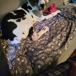 Great Dane and Yorkshire Terrier Puppies from Chuck City Danes