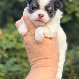 Olive - Blue and white female Chihuahua puppy in Newport Beach, California from Exotic City Pomeranians and chihuahuas