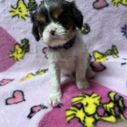 Cocoa - Merle female Cavachon puppy in Hudson, Massachusetts from Lindsey's Waggingtails Cavachons & Cavaliers