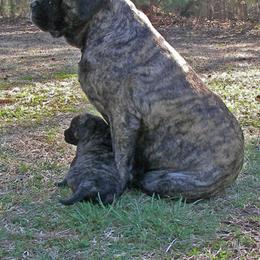 Mastiff Puppies from Two Ponds Mastiffs