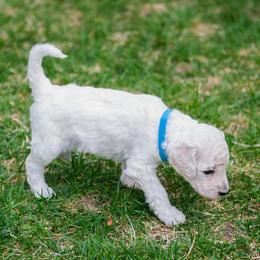Rocky - White male Poodle puppy in Pleasant Grove, Utah from Out of This World Poodles