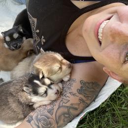 Pomsky Puppies from Blue Sky Pomsky