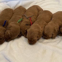 Golden Retrievers from Beach Cities Golden Retrievers