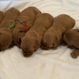 Golden Retrievers from Beach Cities Golden Retrievers