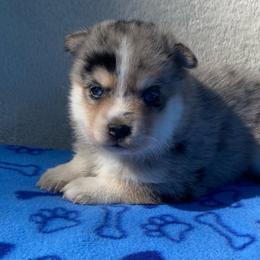 Bella - Merle female Pomsky puppy in Battle Creek, Michigan from T-Rose’s Bernedoodle & Pomsky Puppies