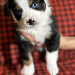 Miniature Australian Shepherd Puppies from All That Auss Mini Aussies