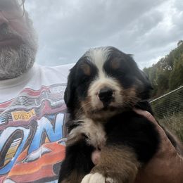 Max - Black rust and white male Bernese Mountain Dog puppy in Falls Mills, Virginia from Buck’s Bernese