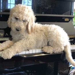 Cavapoo and Goldendoodle Puppies from Beary GoldenDoodles
