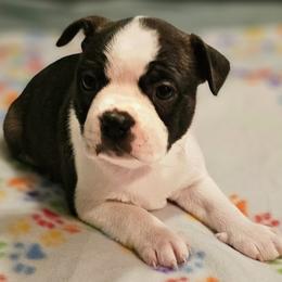 Girl 1 - Seal and white female Boston Terrier puppy in South Of Boston, Massachusetts from Boston Collections