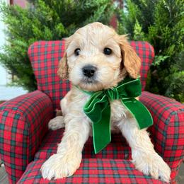 SAWYER - Apricot male Schnoodle puppy in Fredericksburg, Virginia from Growing Puppies