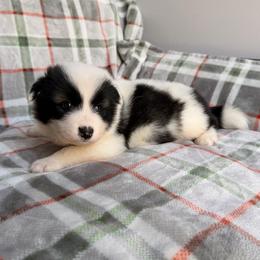 Boy 2 - male Nenets Herding Laika puppy in Rockville, Maryland from Skais the Limit