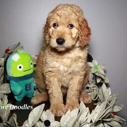Goldendoodle Puppies from Gallimore Doodles
