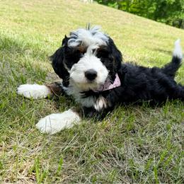 Girl 4 - Tri-color female Bernedoodle puppy in Wamego, Kansas from Doodles of Oz