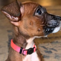 Hot Pink - Fawn Boxer puppy in Pikeville, Tennessee from AG Mountain Boxers