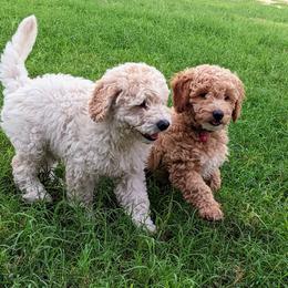 Double Doodle and Goldendoodle Puppies from Big Red Paw Doodles