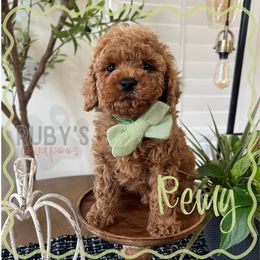 Green Collar - Red male Cavapoo puppy in West Jordan, Utah from Ruby's Cavapoos