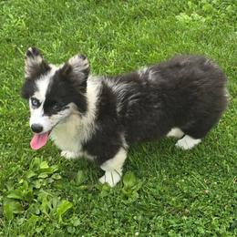TESLA - Blue merle and white female American Corgi puppy in Walker, Iowa from Double K Corgis