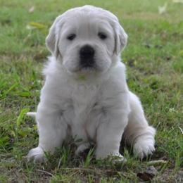 Golden Retriever Puppies from Blair Family Goldens