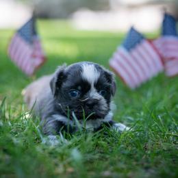 Slate - Lilac male Shih Tzu puppy in Montrose, Colorado from Nana's Happy Pups