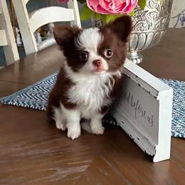 Tiny Coco Ready Now 6500 - Chocolate and white female Chihuahua puppy in Huntington Beach, California from Amy’s Chihuahuas