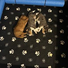 Aussiedoodle and Double Doodle Puppies from Parrish Precious Ones Texas