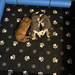Aussiedoodle and Double Doodle Puppies from Parrish Precious Ones Texas