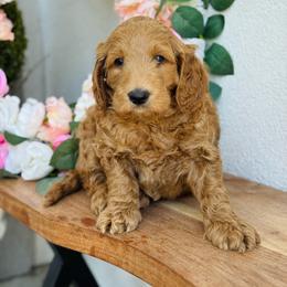 Duke - Red  male Goldendoodle puppy in Lehi, Utah from Thompson Family Puppies