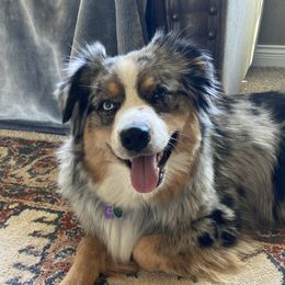 Chloe - Miniature Australian Shepherd
