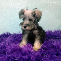 Skadi - Black and silver female Miniature Schnauzer puppy in Neosho, Missouri from Star Light Pups
