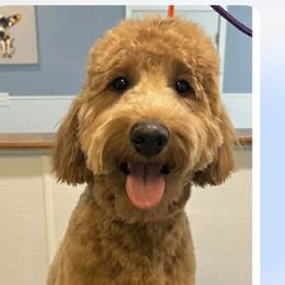 Gigi - Goldendoodle