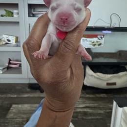 Daenerys ACA Registration - White female Maltese puppy in Gilbert, Arizona from Maltese Of Arizona