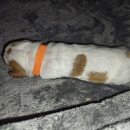 Orange - Lemon and white male Basset Hound puppy in Santa Rosa, California from Redwood Coast bassetts